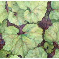 "Leaves"  by Cindy Sacks - Watercolor