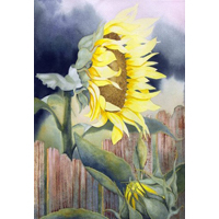 "Sunflower"  by Keith Davidson - Watercolor