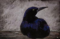Award for Pastel, “Crow”, Cheryl L. Moore, pastel